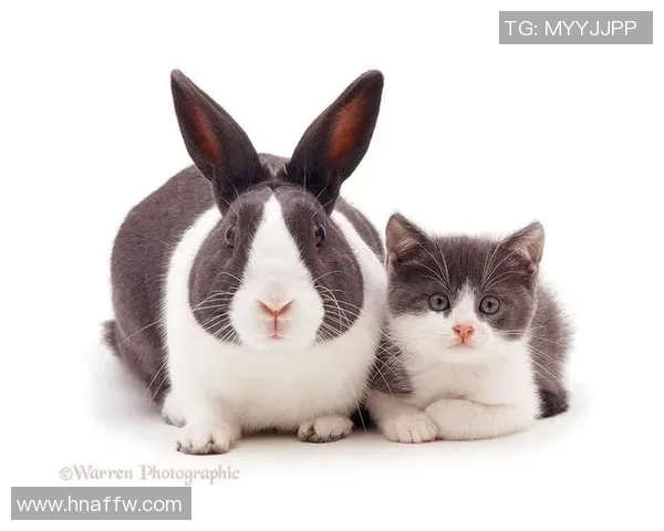 吉隆超级猫与纽纳华丁幽灵的巅峰对决谁将成为最终的胜者